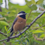 Pere David's Tit (image by Pete Morris)