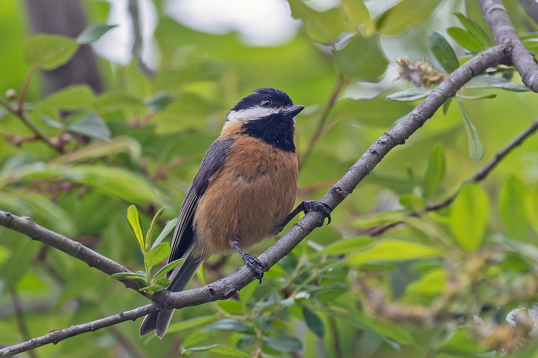Pere David's Tit (image by Pete Morris)