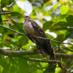 Pheasant Cuckoo (image by Leo Garrigues)