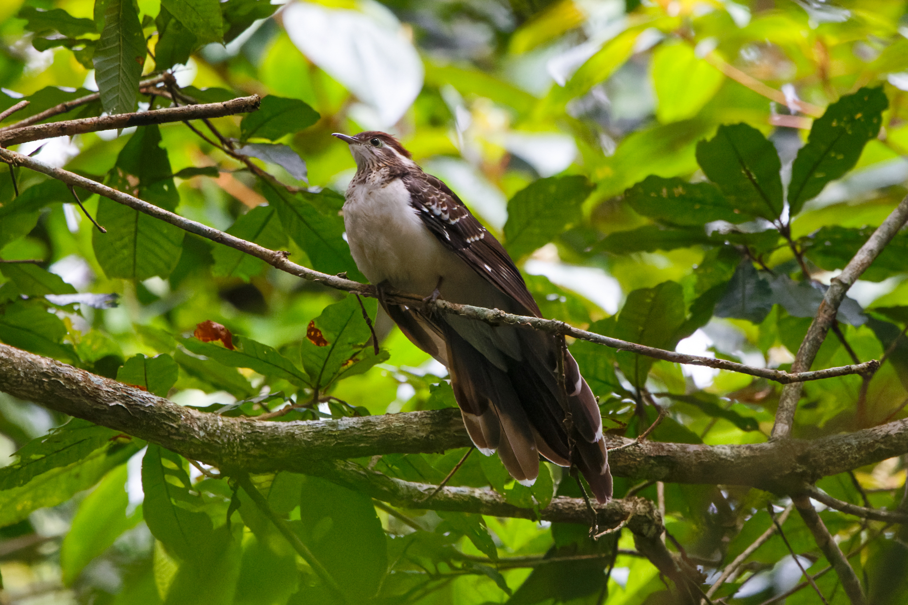 Pheasant Cuckoo (image by Leo Garrigues)