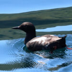 Pigeon Guillemot (image by Sjoerd Radstaak)
