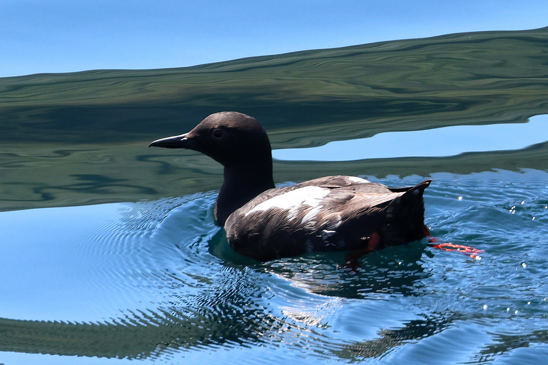 Pigeon Guillemot (image by Sjoerd Radstaak)