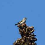 Pine Siskin (Chiapas) (image by Leo Garrigues)