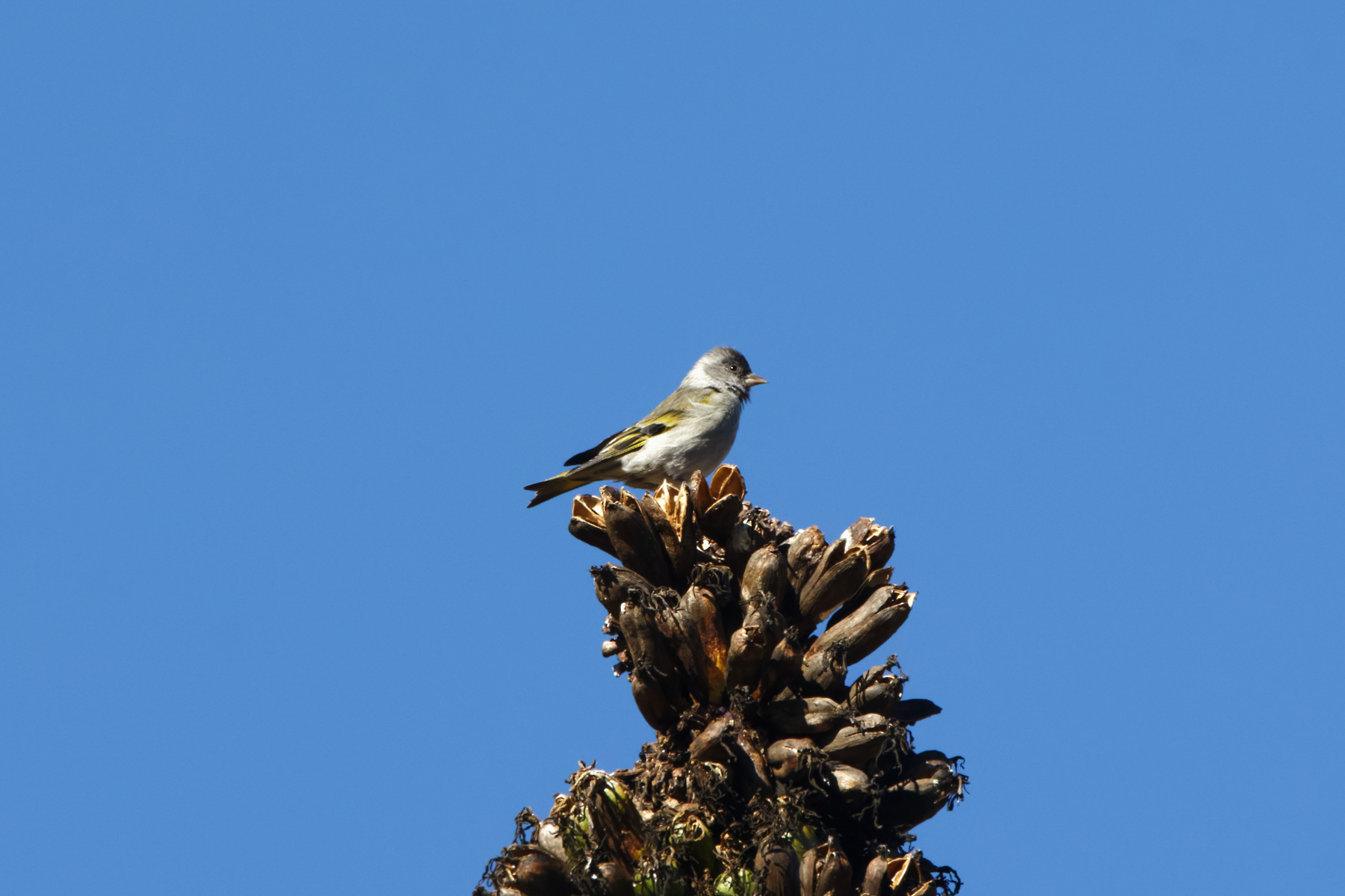 Pine Siskin (Chiapas) (image by Leo Garrigues)