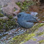 Plumbeous Redstart (image by Pete Morris)