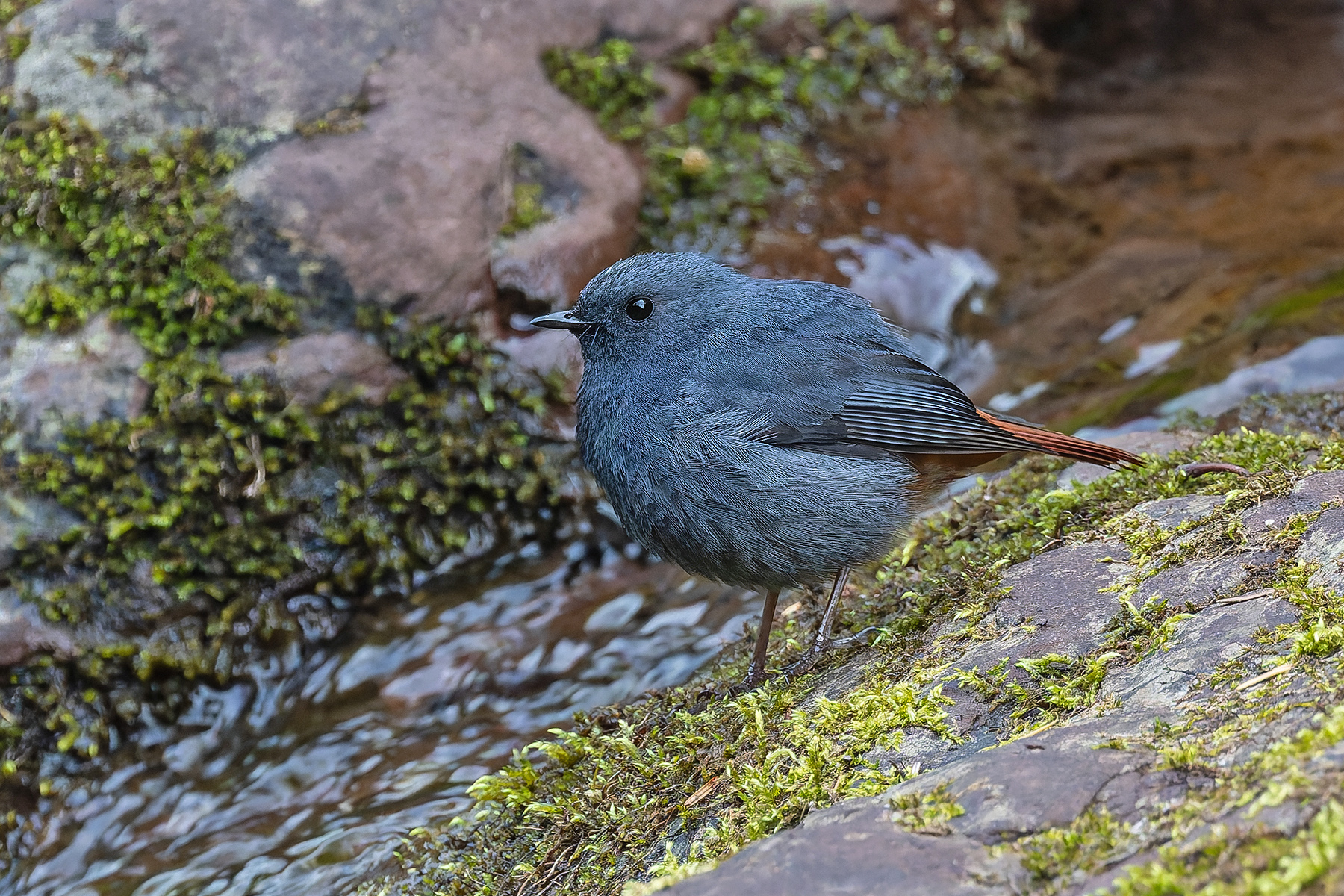 Plumbeous Redstart (image by Pete Morris)