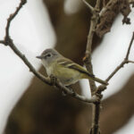 Plumbeous Vireo (montanus) (image by Leo Garrigues)