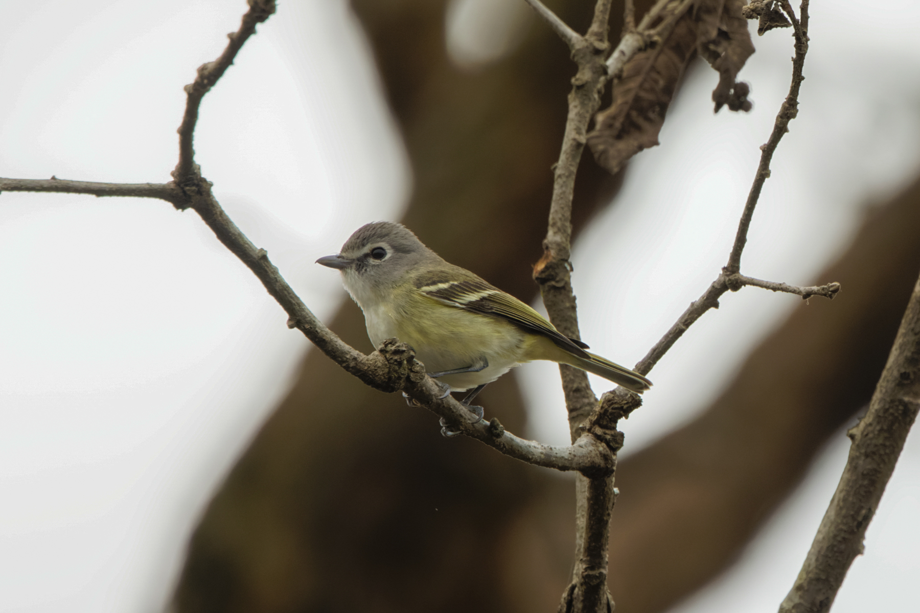 Plumbeous Vireo (montanus) (image by Leo Garrigues)