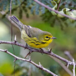 Praire Warbler (image by Leo Garrigues)