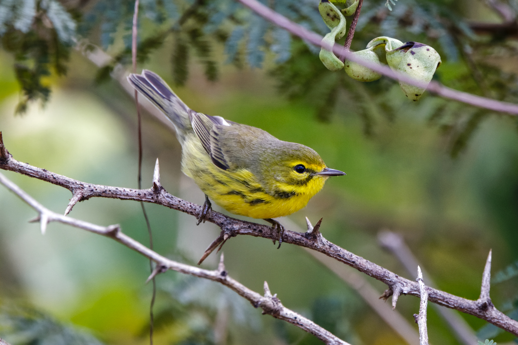 Praire Warbler (image by Leo Garrigues)