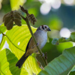 Prevost's Ground-Sparrow (image by Leo Garrigues)