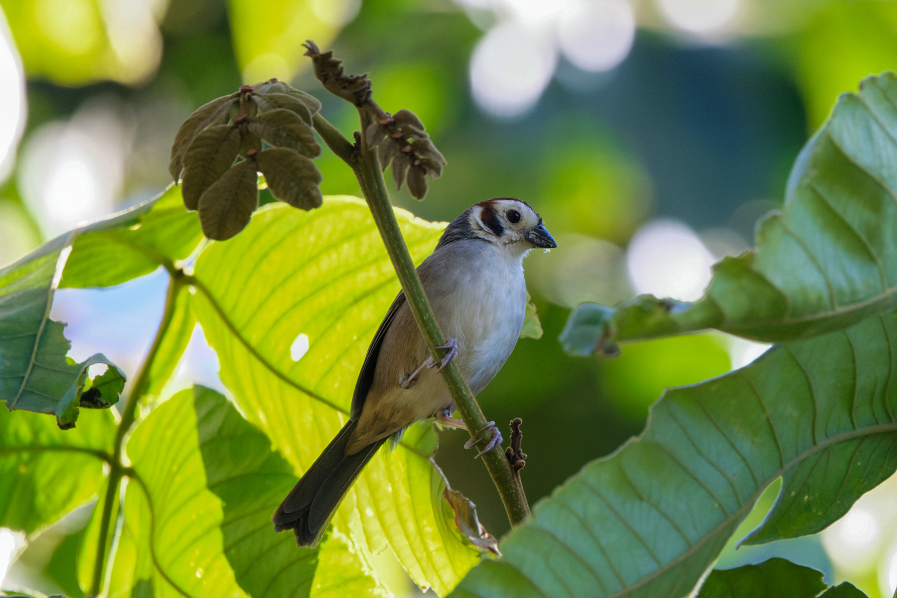 Prevost's Ground-Sparrow (image by Leo Garrigues)
