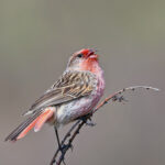 Przevalski's Finch (image by Pete Morris)