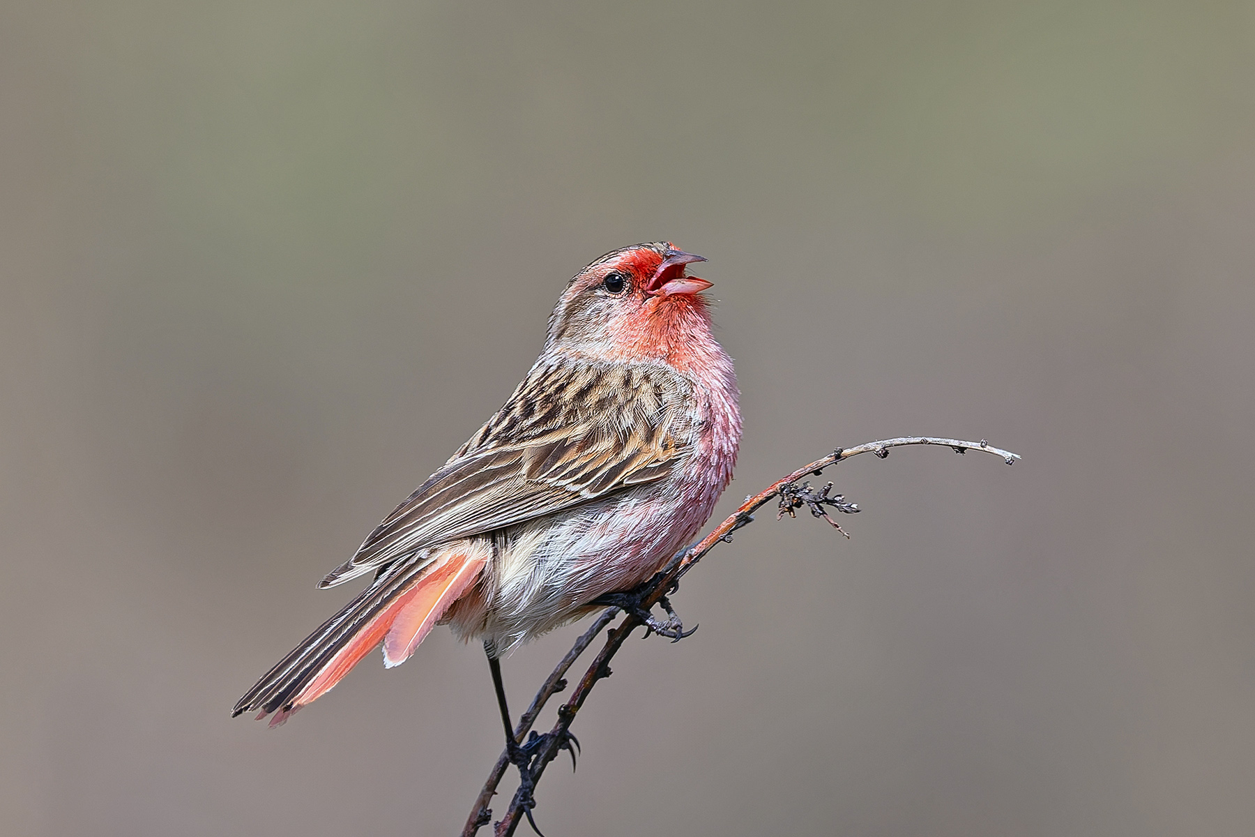Przevalski's Finch (image by Pete Morris)