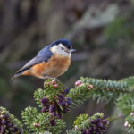 Przevalski's Nuthatch (image by Pete Morris)