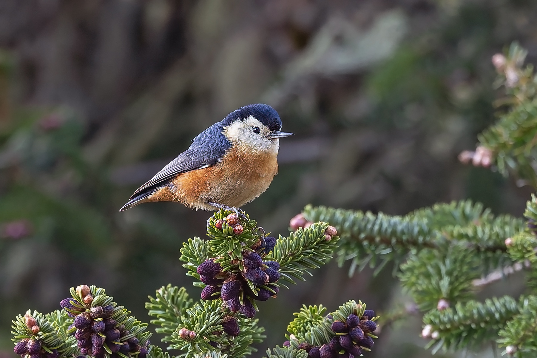 Przevalski's Nuthatch (image by Pete Morris)