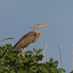 Purple Heron (image by Diedert Koppenol)