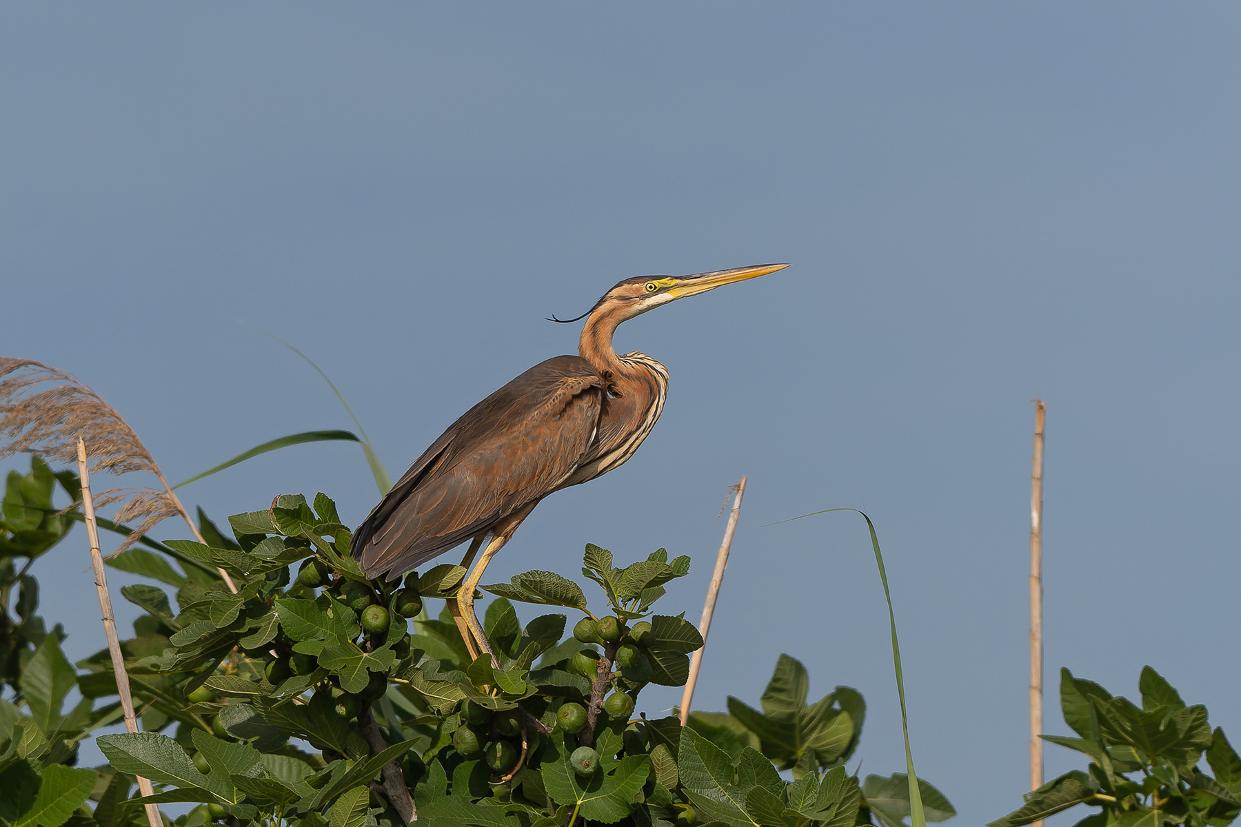 Purple Heron (image by Diedert Koppenol)