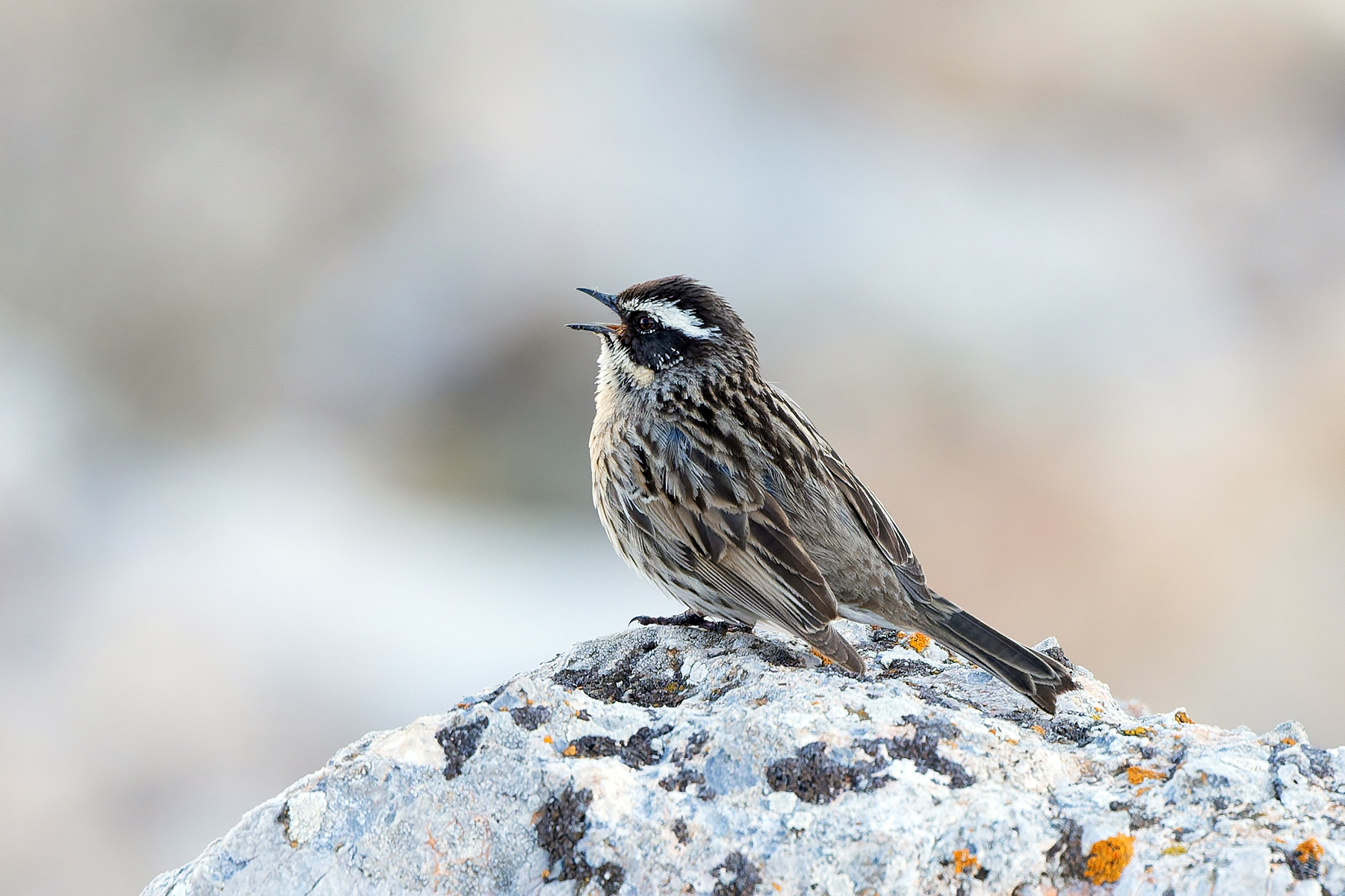 Radde's Accentor (image by Diedert Koppenol)