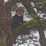 Red Panda (image by Pete Morris)