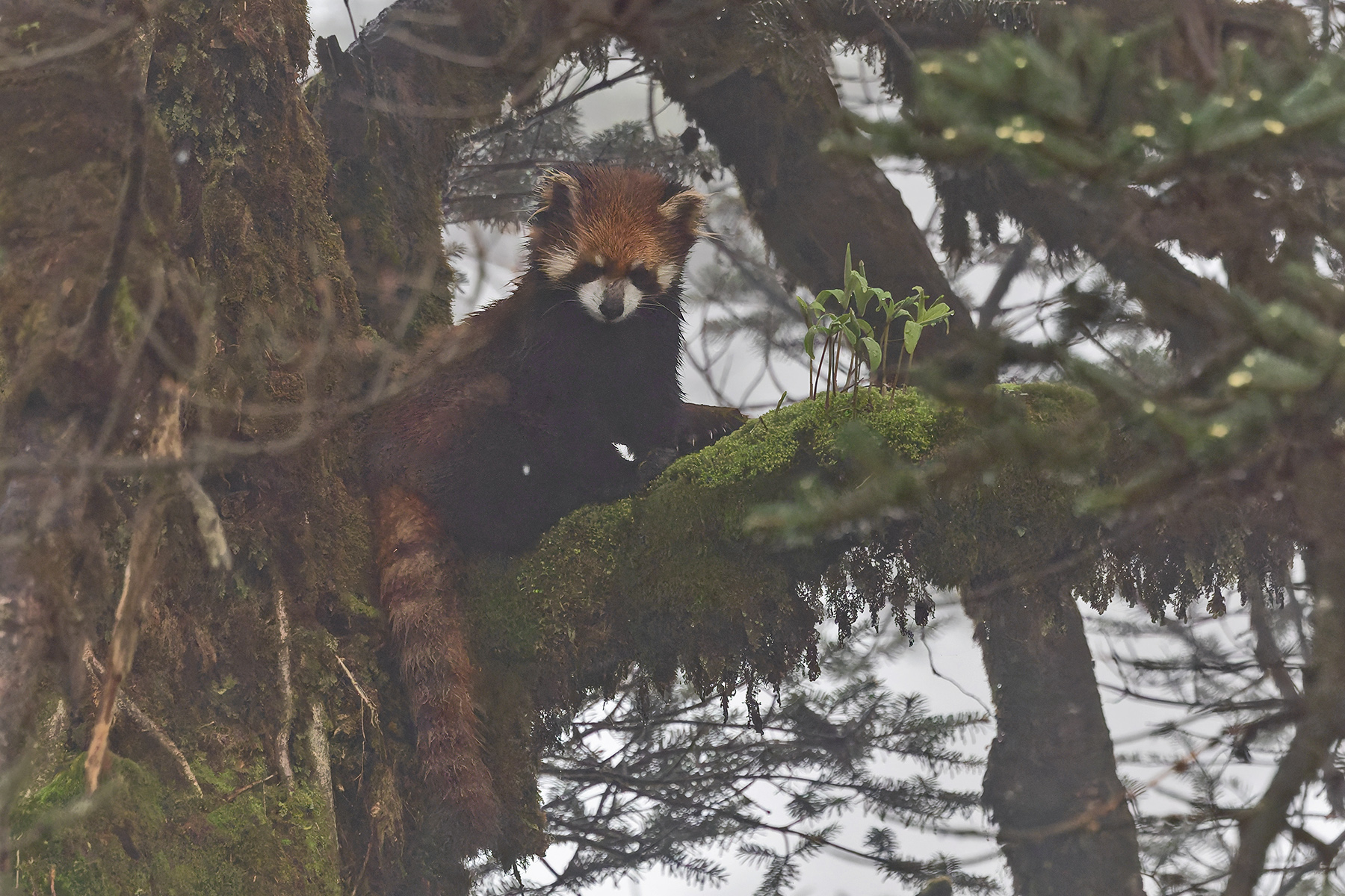 Red Panda (image by Pete Morris)