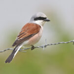Red-backed Shrike (image by Trevor Ellery)