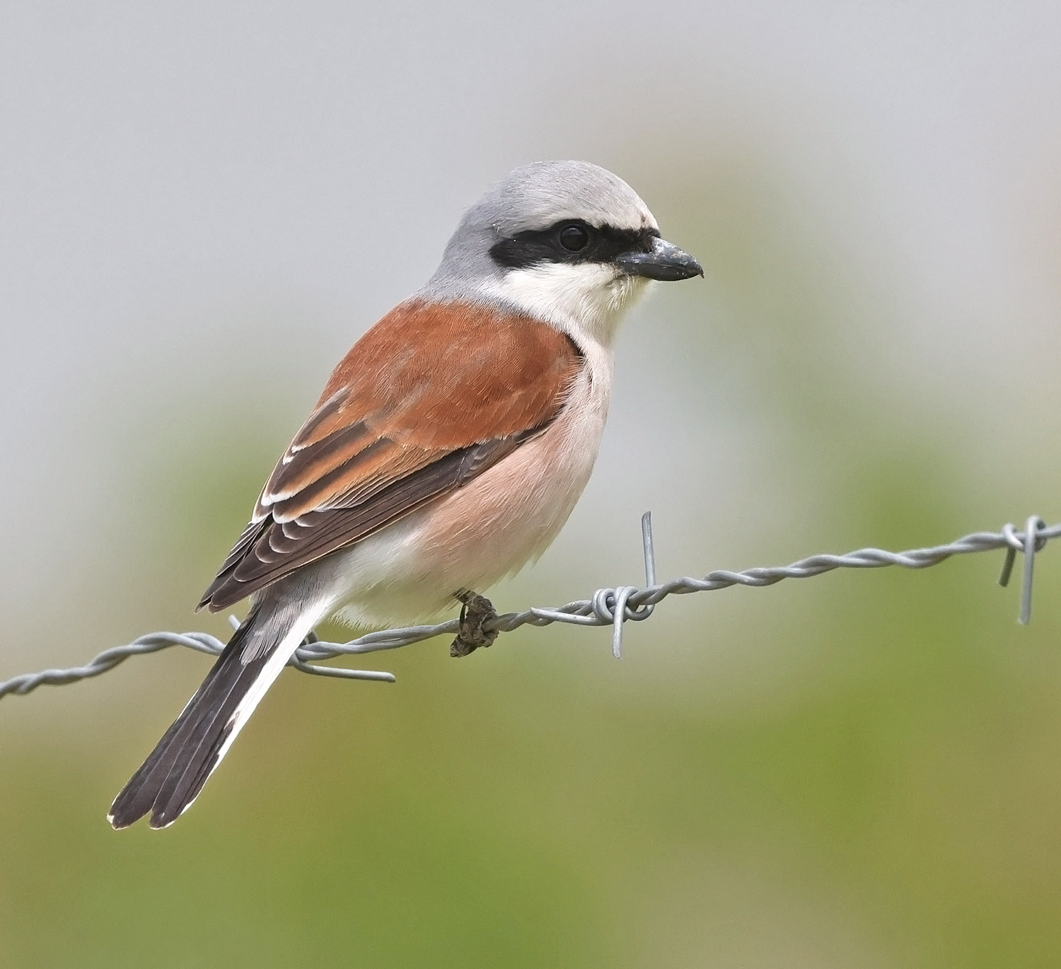 Red-backed Shrike (image by Trevor Ellery)