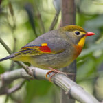 Red-billed Leiothrix (image by Pete Morris)