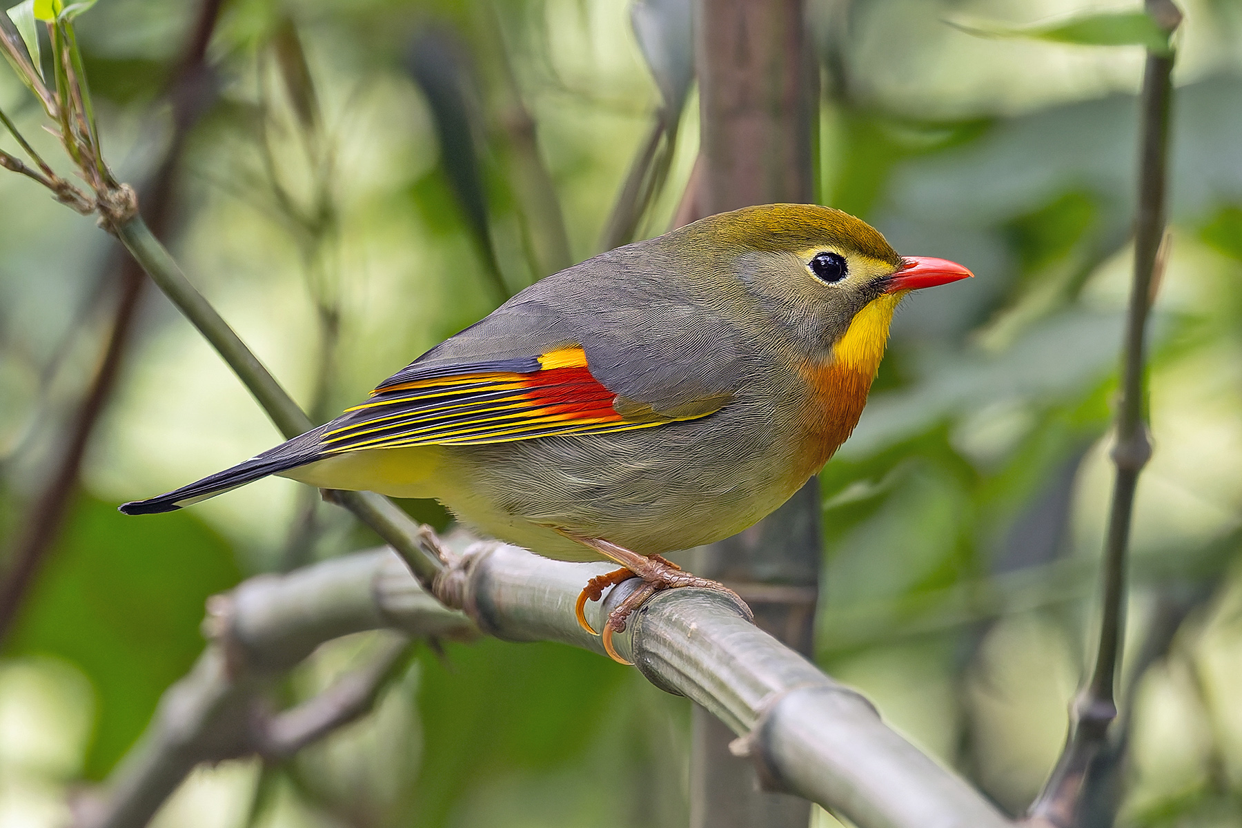 Red-billed Leiothrix (image by Pete Morris)