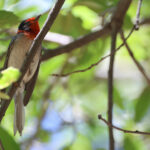 Red-headed Warbler (image by Sjoerd Radstaak)