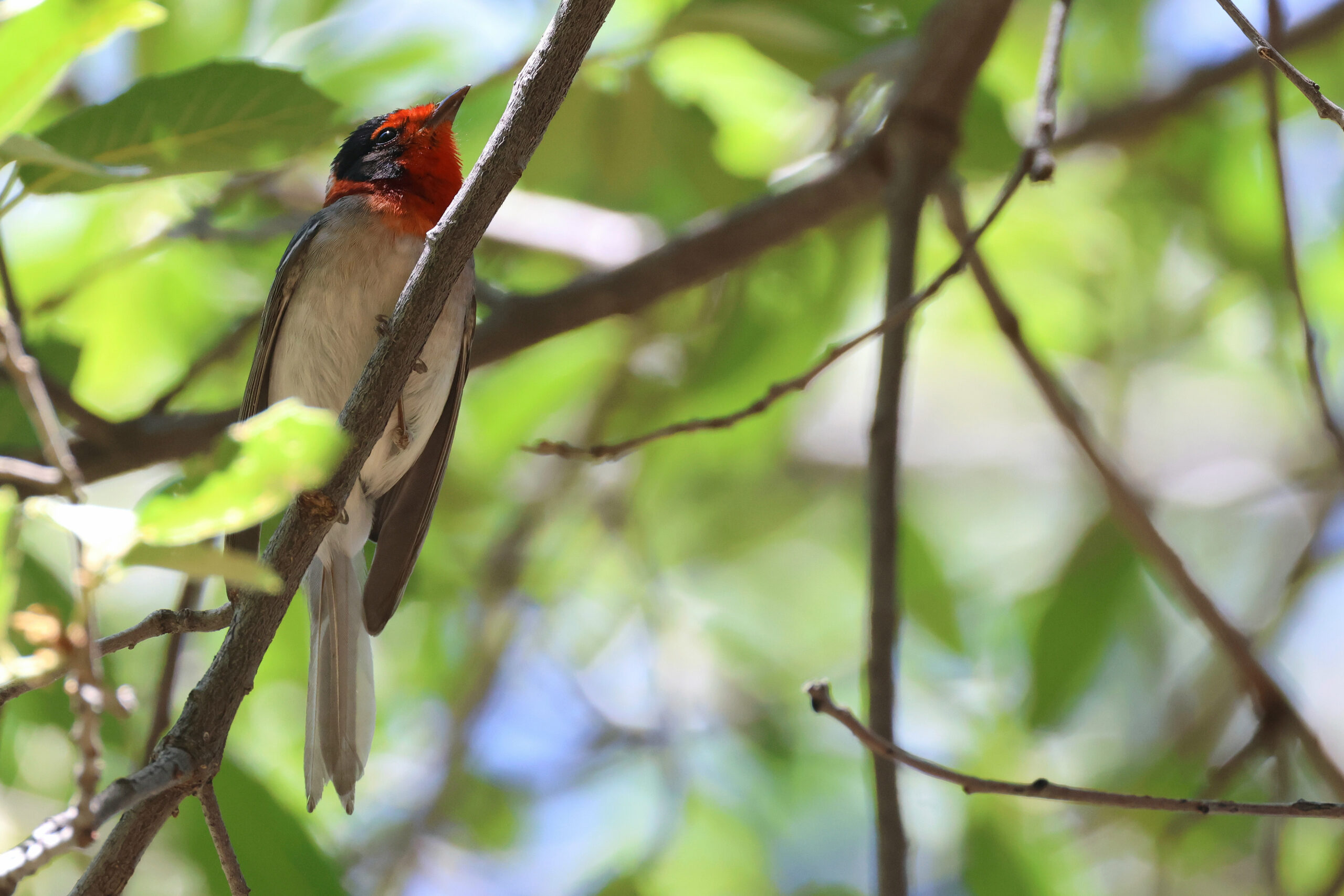 Red-headed Warbler (image by Sjoerd Radstaak)