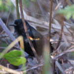 Red-shouldered Blackbird (image by Leo Garrigues)