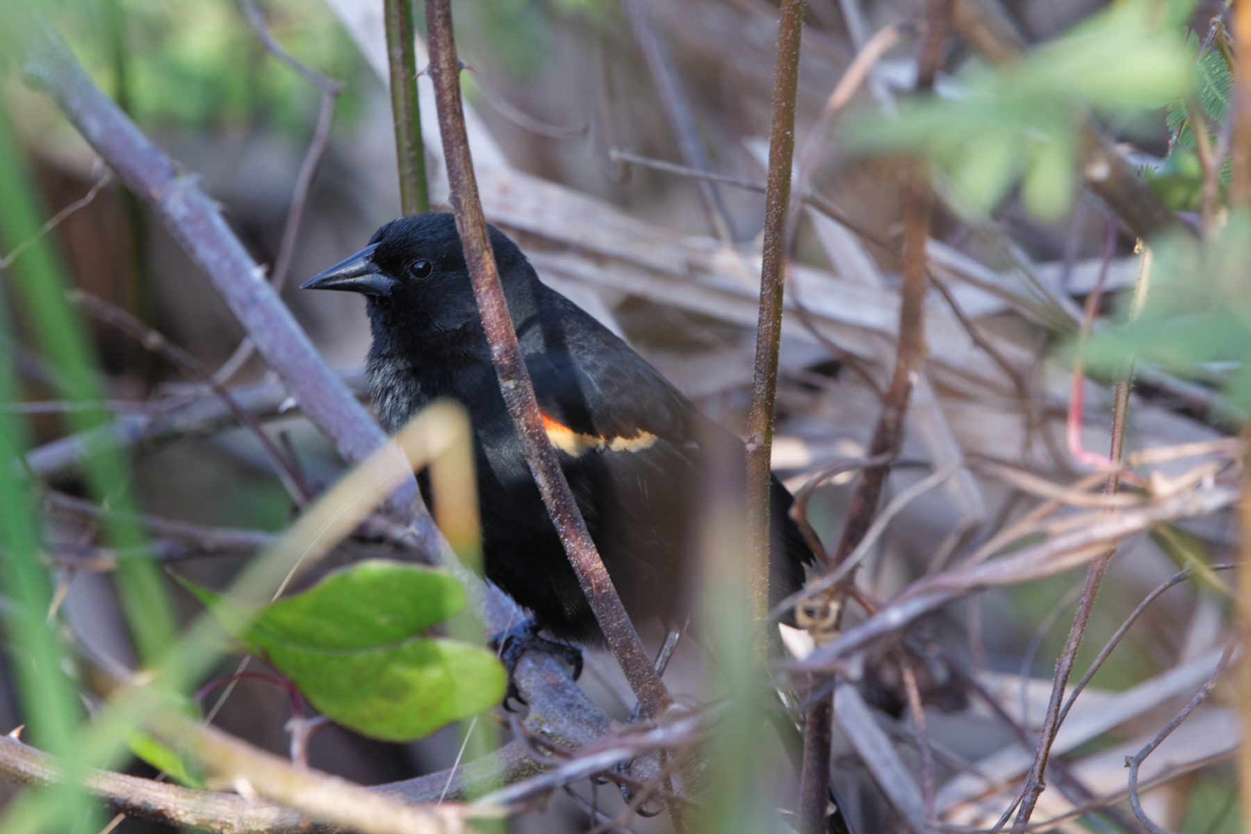 Red-shouldered Blackbird (image by Leo Garrigues)