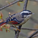 Red-tailed Minla (image by Pete Morris)