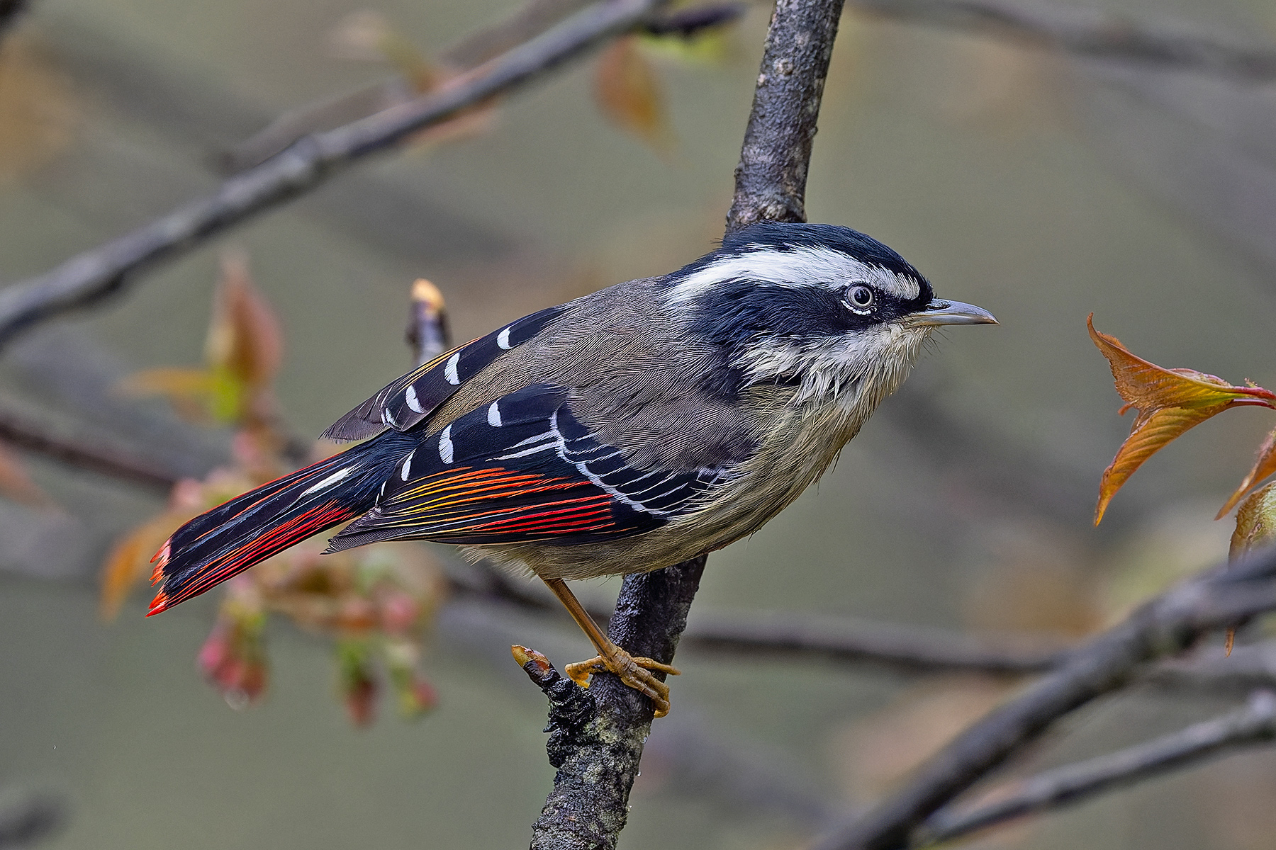 Red-tailed Minla (image by Pete Morris)