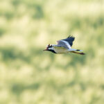 Red-wattled Lapwing (image by Diedert Koppenol)