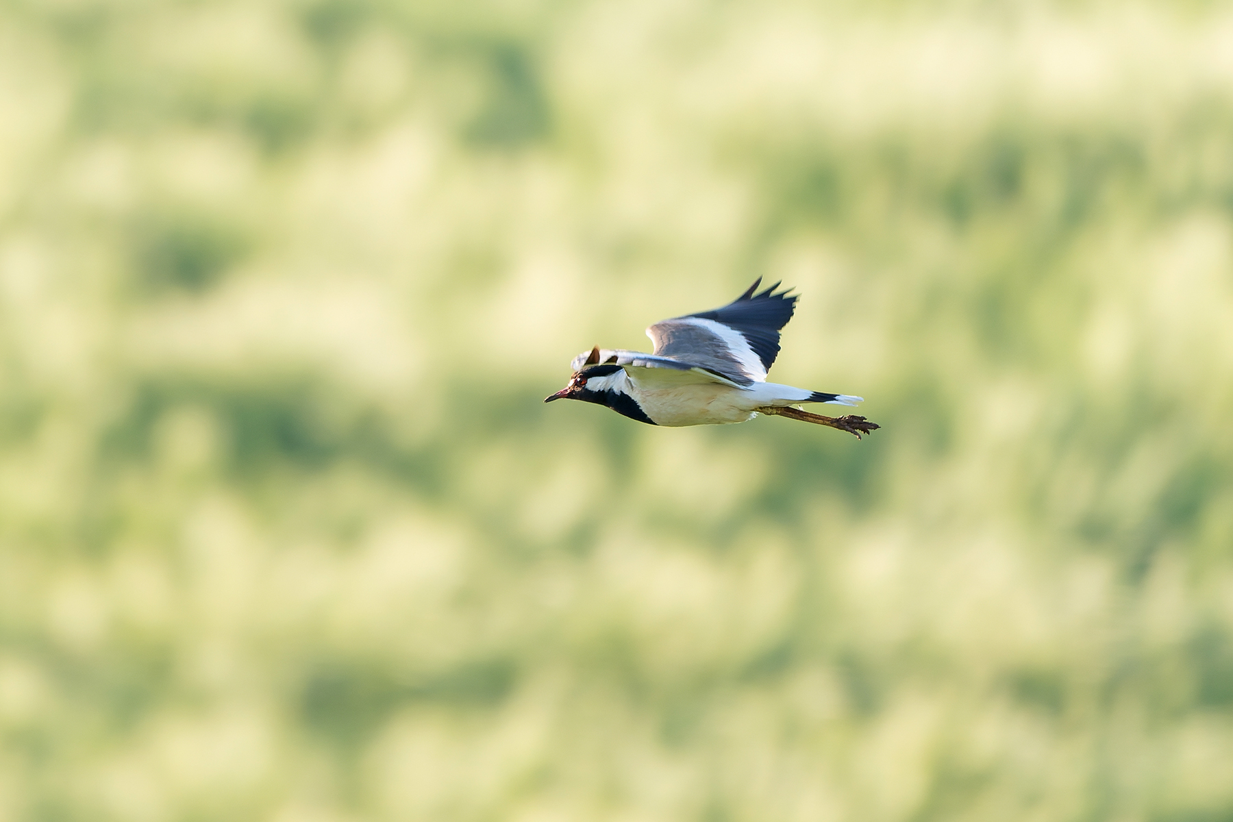 Red-wattled Lapwing (image by Diedert Koppenol)