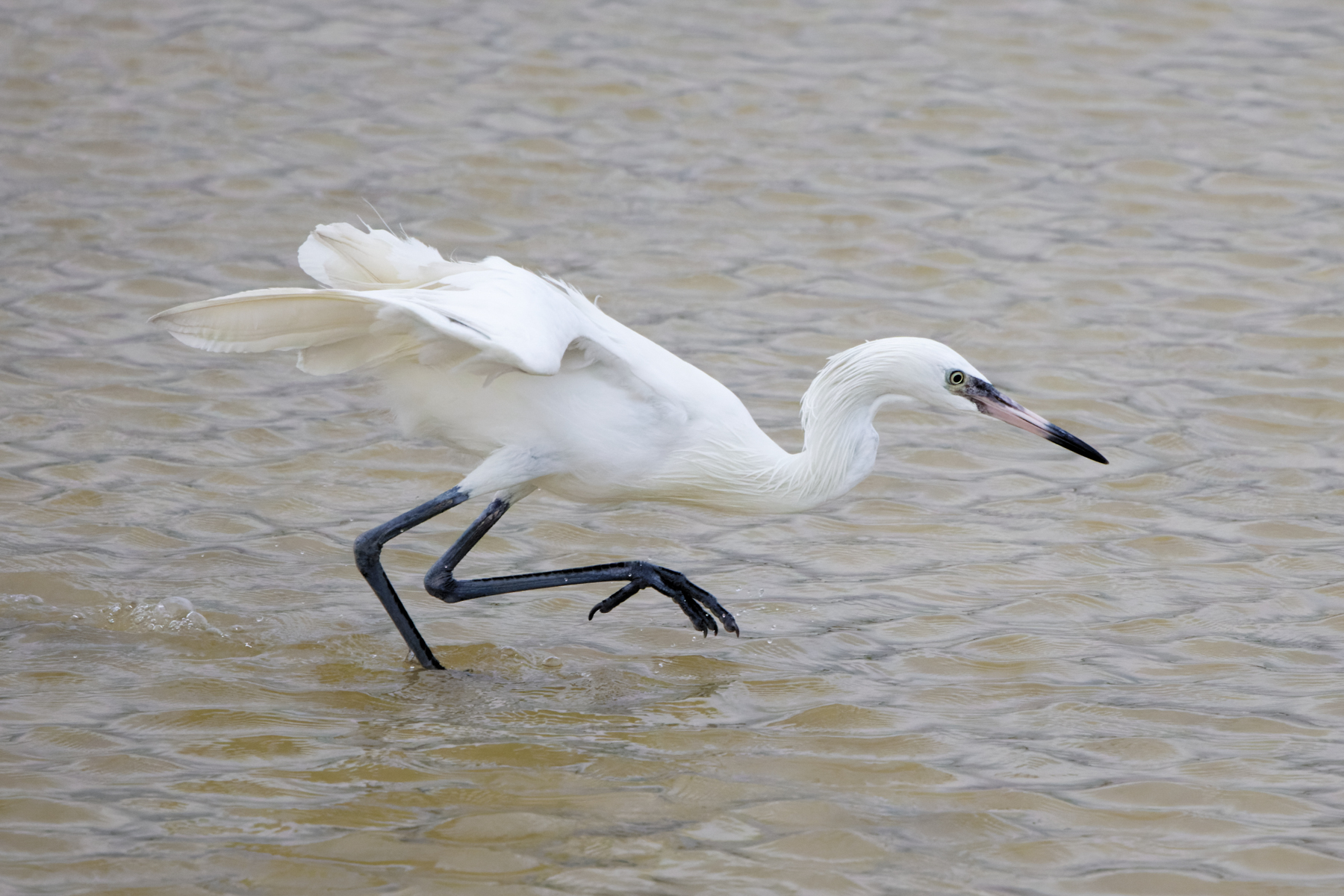 Reddish Egret (image by Leo Garrigues)