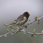 Red-fronted Serin (image by Martin Hale)