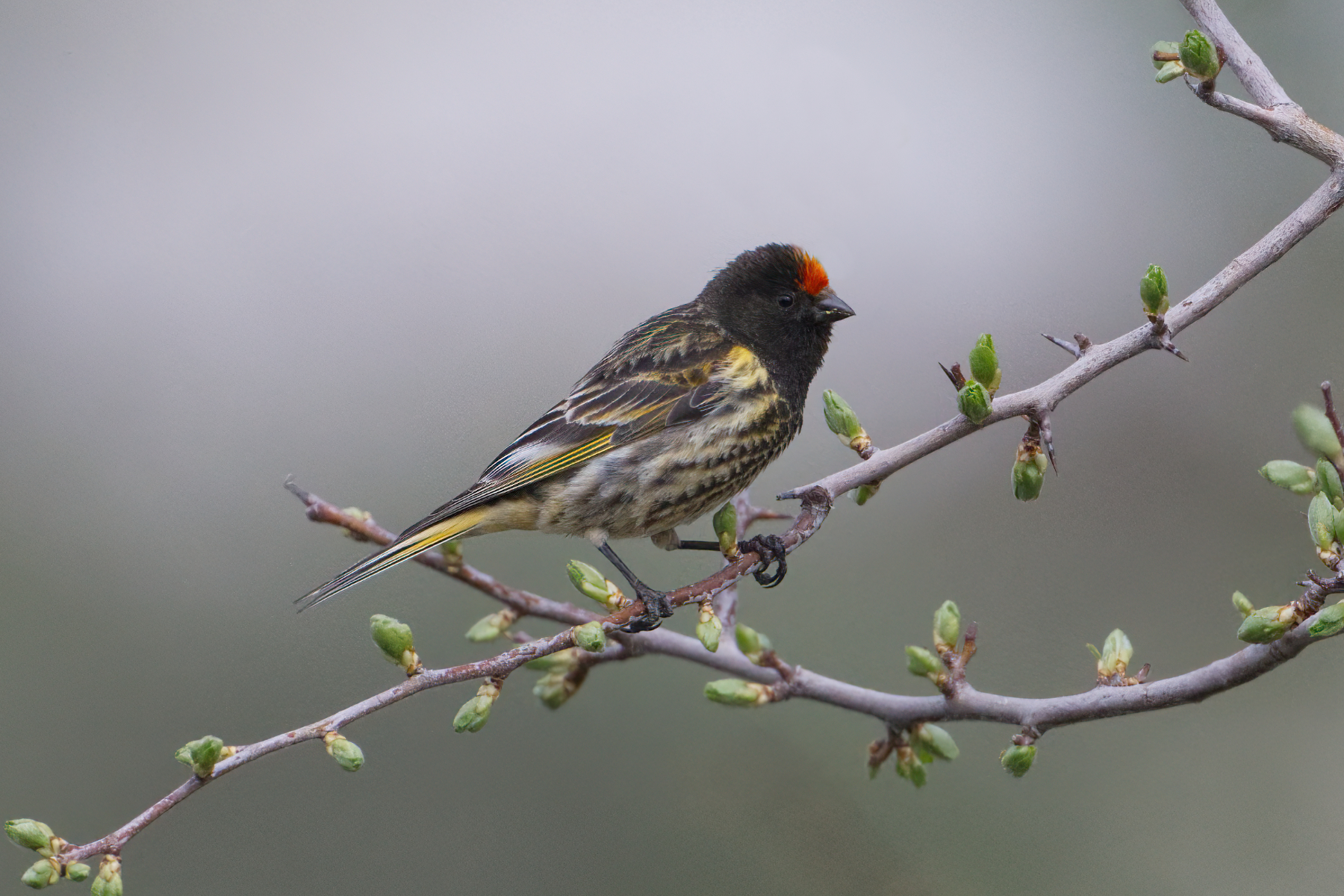 Red-fronted Serin (image by Martin Hale)