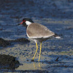 Red-wattled Lapwing (image by Martin Hale)