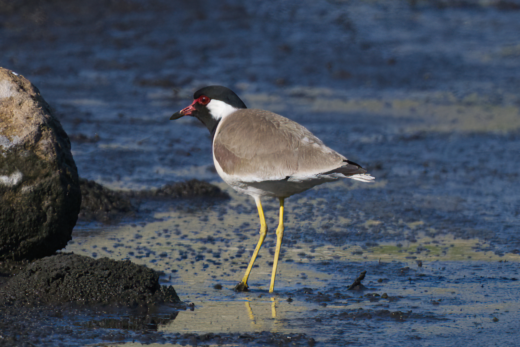 Red-wattled Lapwing (image by Martin Hale)