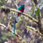 Resplendent Quetzal (image by Leo Garrigues)
