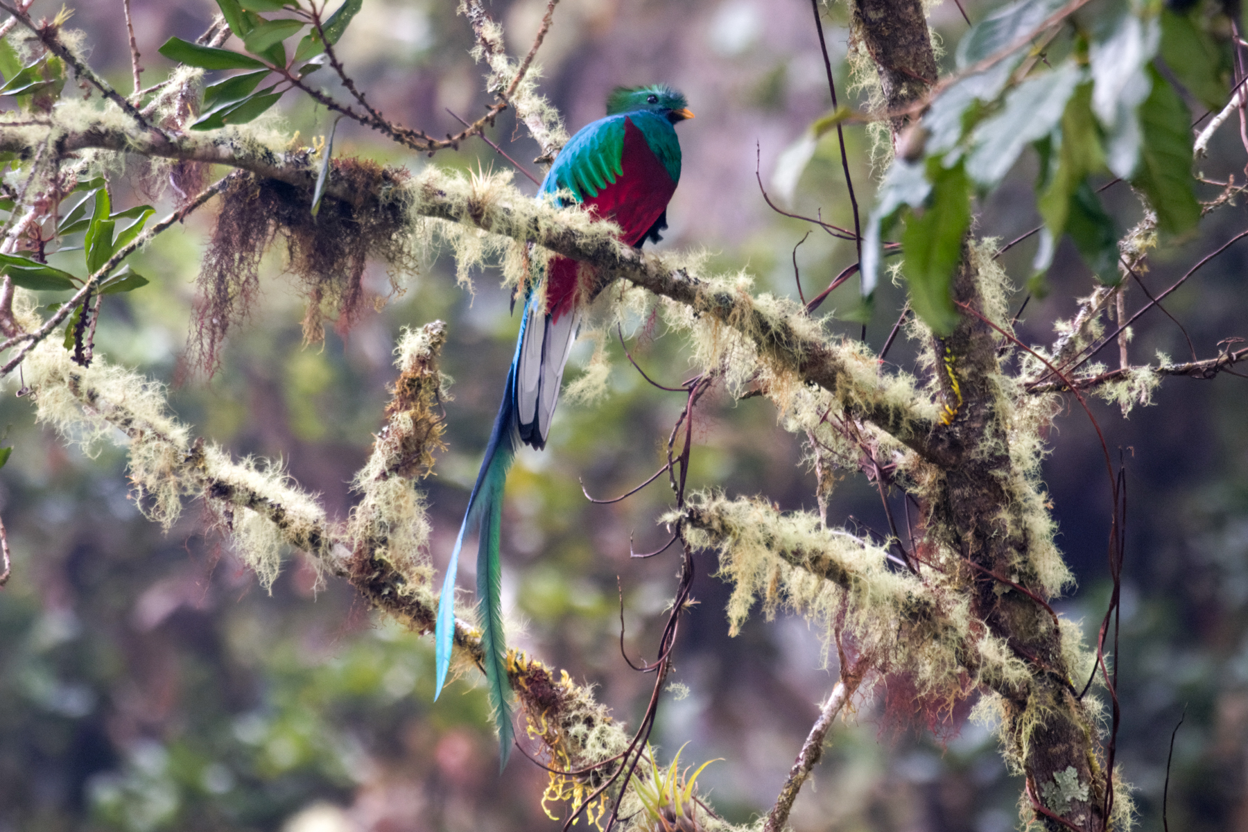 Resplendent Quetzal (image by Leo Garrigues)