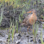 Ridgway's Rail (image by Mike Watson)