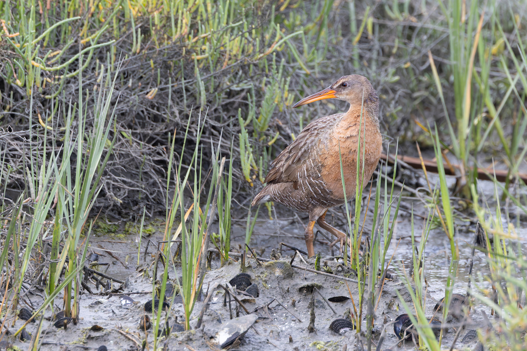 Ridgway's Rail (image by Mike Watson)