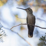 Rivolis Hummingbird (image by Mike Watson)