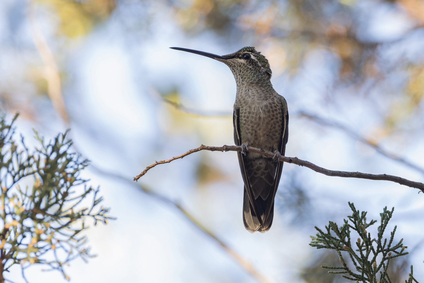 Rivolis Hummingbird (image by Mike Watson)