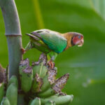 Rose-faced Parrot (image by Antonio Cortizo)