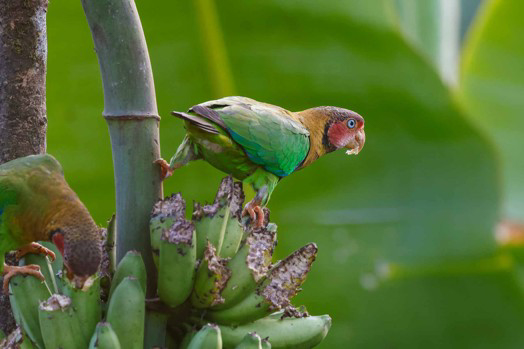 Rose-faced Parrot (image by Antonio Cortizo)